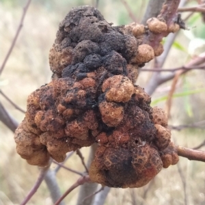 Acacia implexa at Bruce, ACT - 13 Feb 2023