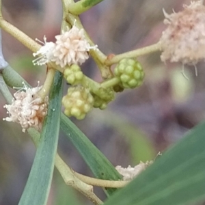 Acacia implexa at Bruce, ACT - 13 Feb 2023