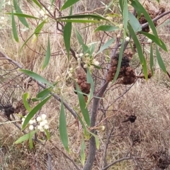 Acacia implexa at Bruce, ACT - 13 Feb 2023