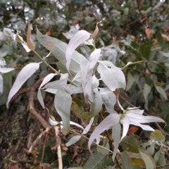 Eucalyptus cinerea subsp. cinerea (Argyle Apple) at Fadden, ACT - 13 Feb 2023 by KumikoCallaway