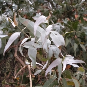 Eucalyptus cinerea subsp. cinerea at Wanniassa Hill - 13 Feb 2023