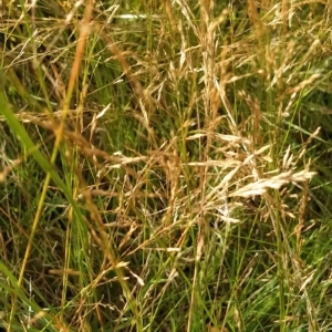 Agrostis capillaris at Fadden, ACT - 16 Feb 2023