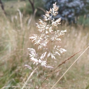 Holcus lanatus at Fadden, ACT - 13 Feb 2023