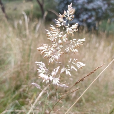 Holcus lanatus (Yorkshire Fog) at Fadden, ACT - 12 Feb 2023 by KumikoCallaway