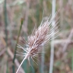 Cynosurus echinatus (Rough Dog's Tail Grass) at Fadden, ACT - 13 Feb 2023 by KumikoCallaway