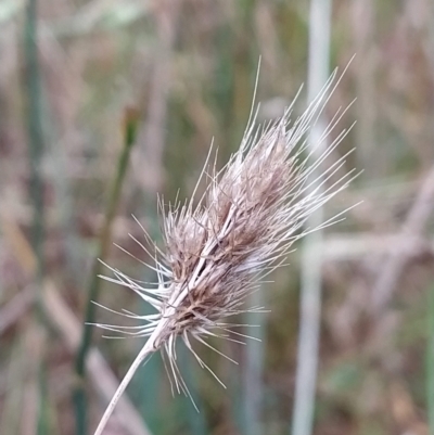 Cynosurus echinatus (Rough Dog's Tail Grass) at Fadden, ACT - 13 Feb 2023 by KumikoCallaway