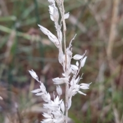 Holcus lanatus (Yorkshire Fog) at Fadden, ACT - 13 Feb 2023 by KumikoCallaway