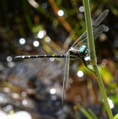 Eusynthemis guttata (Southern Tigertail) at Gibraltar Pines - 7 Feb 2023 by RobG1