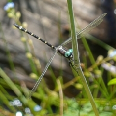 Eusynthemis guttata at Paddys River, ACT - suppressed