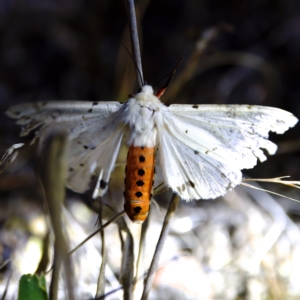 Ardices canescens at Stromlo, ACT - 11 Feb 2023