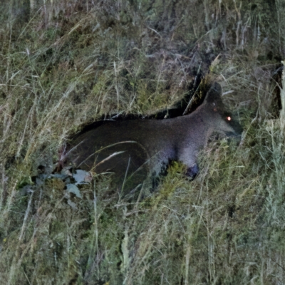 Wallabia bicolor (Swamp Wallaby) at Stromlo, ACT - 11 Feb 2023 by KorinneM