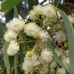 Acacia implexa (Hickory Wattle, Lightwood) at Fadden, ACT - 13 Feb 2023 by KumikoCallaway