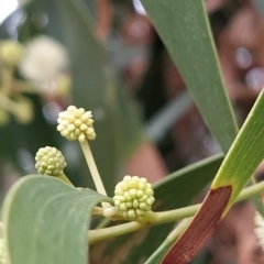 Acacia implexa at Fadden, ACT - 13 Feb 2023