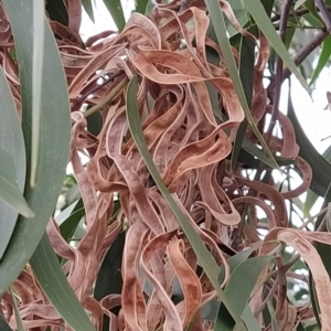 Acacia implexa at Fadden, ACT - 13 Feb 2023