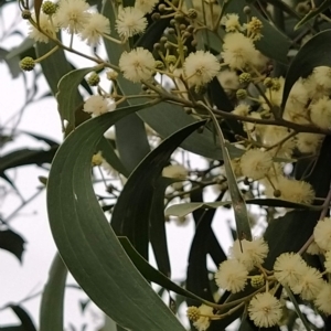 Acacia implexa at Fadden, ACT - 13 Feb 2023