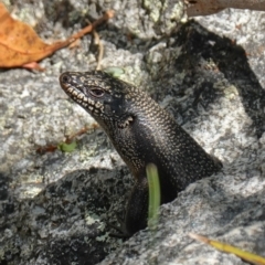 Egernia saxatilis (Black Rock Skink) - 7 Feb 2023 by RobG1