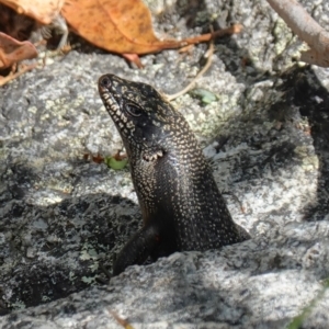 Egernia saxatilis at Undefined Area - suppressed