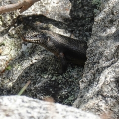 Egernia saxatilis at Undefined Area - suppressed