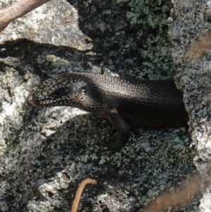 Egernia saxatilis at Undefined Area - suppressed