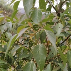 Brachychiton populneus subsp. populneus (Kurrajong) at Wanniassa Hill - 12 Feb 2023 by KumikoCallaway