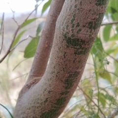 Brachychiton populneus subsp. populneus at Fadden, ACT - 13 Feb 2023 10:19 AM