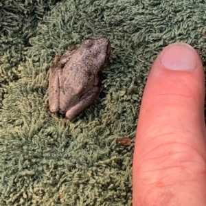 Litoria peronii at Paddys River, ACT - 10 Feb 2023 09:30 AM