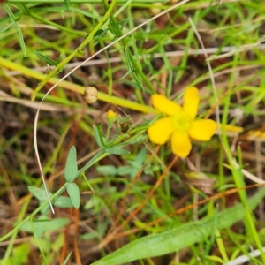 Hypericum gramineum at Isaacs, ACT - 13 Feb 2023