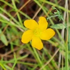 Hypericum gramineum at Isaacs, ACT - 13 Feb 2023