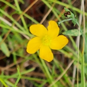 Hypericum gramineum at Isaacs, ACT - 13 Feb 2023