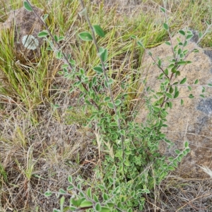 Cotoneaster pannosus at Isaacs, ACT - 13 Feb 2023 03:37 PM