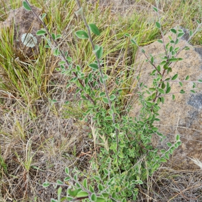 Cotoneaster pannosus (Cotoneaster) at Isaacs, ACT - 13 Feb 2023 by Mike