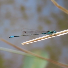 Austroagrion watsoni (Eastern Billabongfly) at Fisher, ACT - 12 Feb 2023 by MatthewFrawley