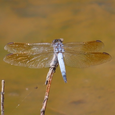 Orthetrum caledonicum (Blue Skimmer) at Fisher, ACT - 12 Feb 2023 by MatthewFrawley