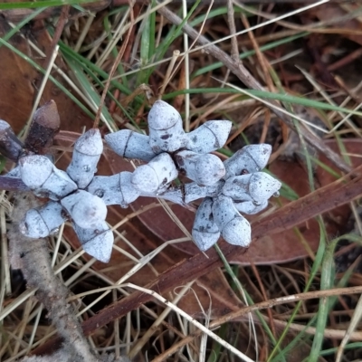 Eucalyptus nortonii (Mealy Bundy) at Wanniassa Hill - 12 Feb 2023 by KumikoCallaway