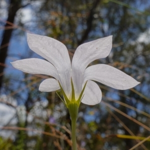 Wahlenbergia stricta subsp. stricta at Cotter River, ACT - suppressed