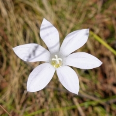 Wahlenbergia stricta subsp. stricta at Cotter River, ACT - suppressed