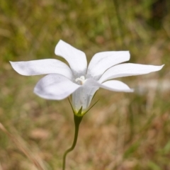 Wahlenbergia stricta subsp. stricta at Cotter River, ACT - suppressed