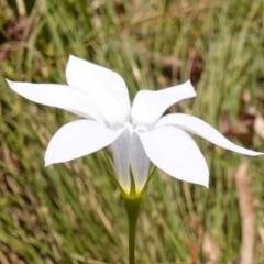 Wahlenbergia stricta subsp. stricta at Cotter River, ACT - suppressed