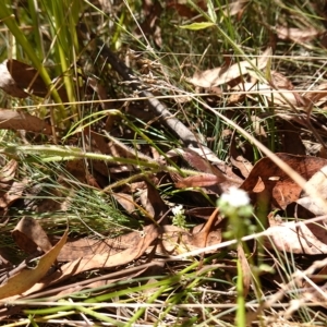 Wahlenbergia stricta subsp. stricta at Cotter River, ACT - suppressed