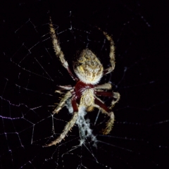 Hortophora sp. (genus) (Garden orb weaver) at Stromlo, ACT - 11 Feb 2023 by KorinneM