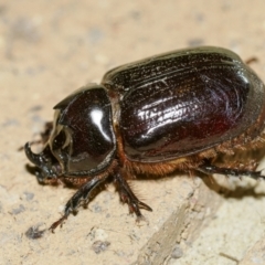 Dasygnathus sp. (genus) (Rhinoceros beetle) at Bundanoon, NSW - 12 Feb 2023 by Boobook38