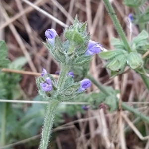 Salvia verbenaca var. verbenaca at Fadden, ACT - 13 Feb 2023