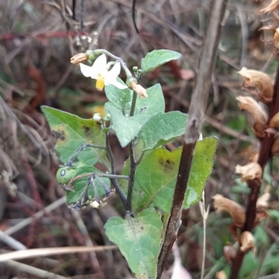 Solanum nigrum (Black Nightshade) at Fadden, ACT - 13 Feb 2023 by KumikoCallaway