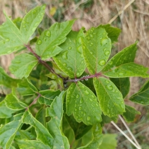 Acer negundo at Fadden, ACT - 13 Feb 2023