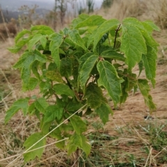 Acer negundo at Fadden, ACT - 13 Feb 2023