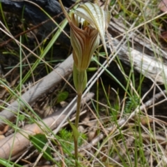 Diplodium coccinum at Cotter River, ACT - suppressed