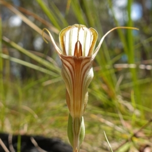 Diplodium coccinum at Cotter River, ACT - suppressed