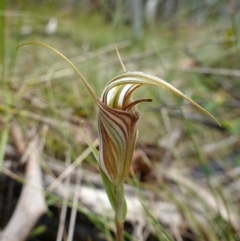 Diplodium coccinum at Cotter River, ACT - suppressed