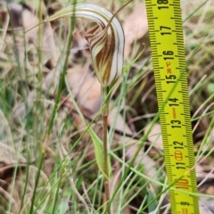 Diplodium coccinum at Cotter River, ACT - suppressed