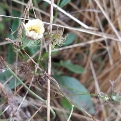 Tolpis barbata (Yellow Hawkweed) at Fadden, ACT - 12 Feb 2023 by KumikoCallaway